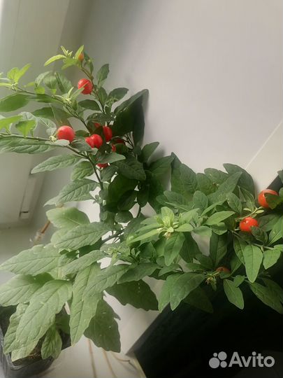 Продам паслен ложноперечный