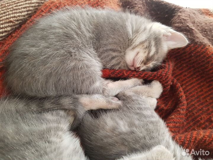 Котята в добрые руки