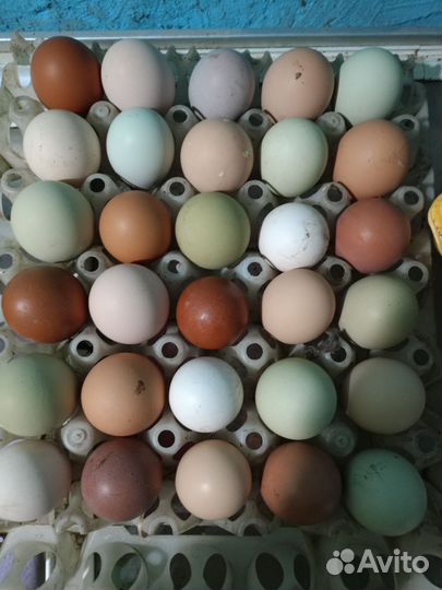 Инкубационное яйцо кур