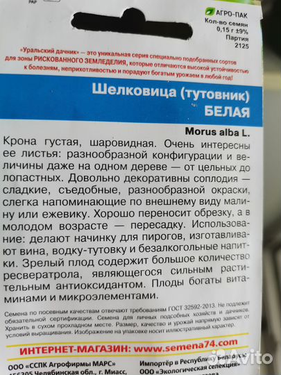 Шелковица рассада