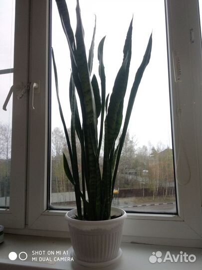 Сансевиерия,щучий хвост, тёщин язык