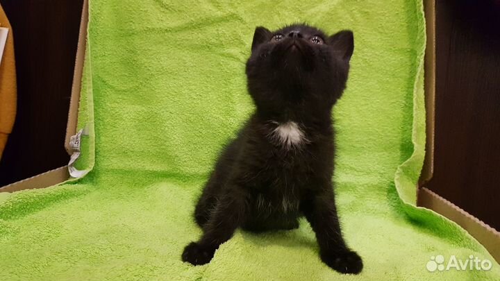 Поночка (девочка, 1,5 месяца)