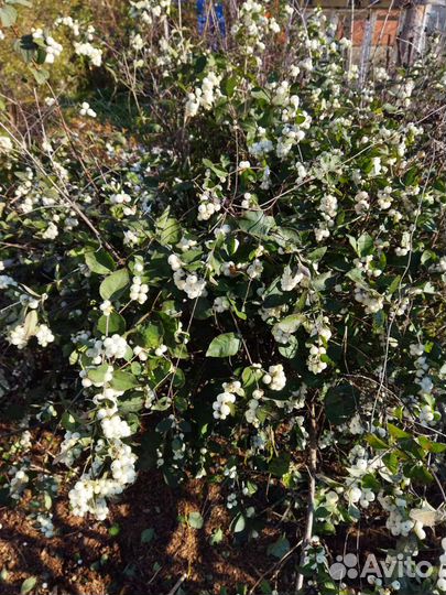 Декоративные кустарники