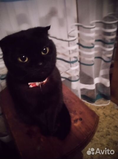 Продаю котенка