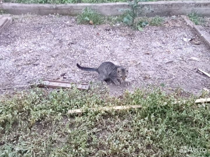 Кошки в добрые руки бесплатно