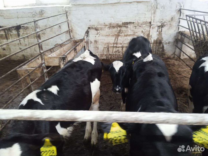 Бычки на откорм, на племя, телки