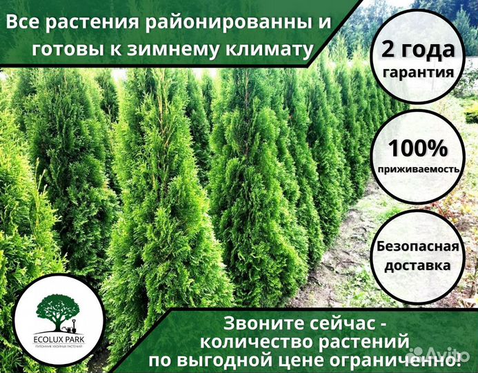 Шикарные Голубые Ели и Туи Западные 1.73 м Оптом