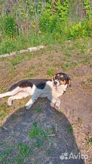 Собака в поисках дома