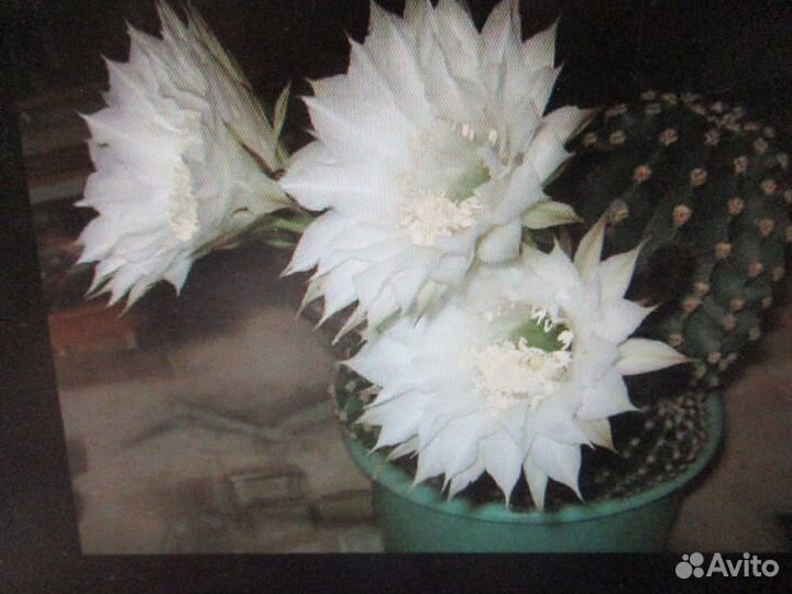Продам цветы комнатные