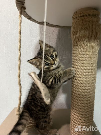 Британские котята