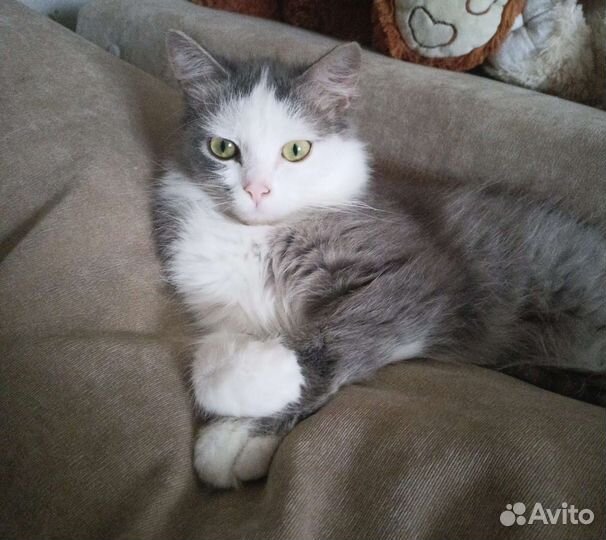 Отдадим в хорошие руки бесплатно кошку