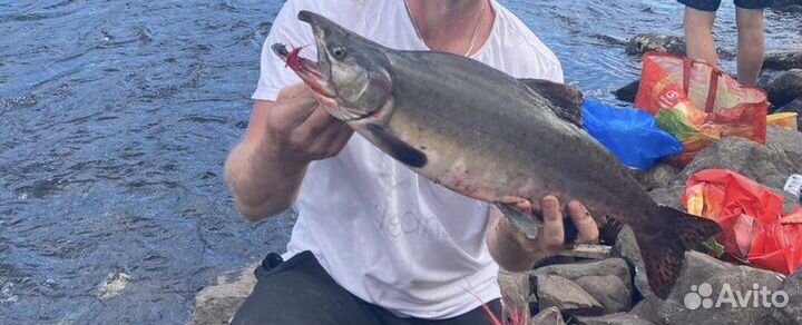 Горбуша свежий вылов 30.07.23