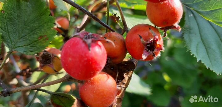 Саженцы боярышника для ягод