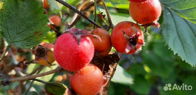 Саженцы боярышника для ягод