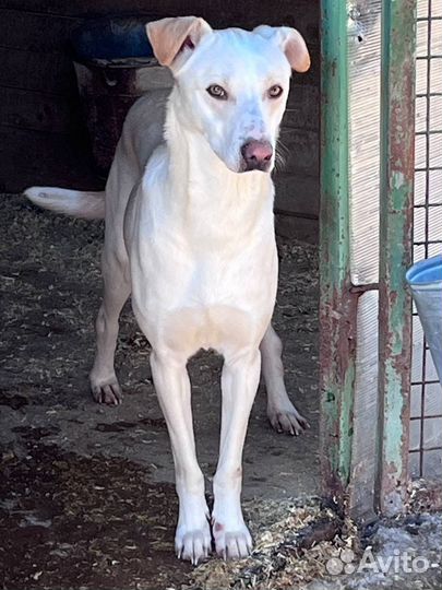 Собака Зефир ищет волонтеров в приют