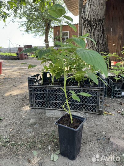 Саженцы малины Маравилла