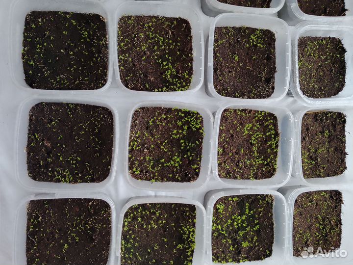 Рассада эустомы на доращивание