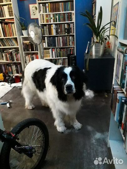 Стрижка собак и кошек. Москва и область