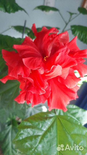 Гибискус махровый красный