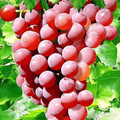 Виноград. Лучшие селекции