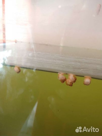 Улитки аквариумные ампулярии