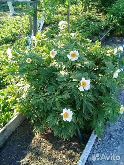 Пион- Марьин корень