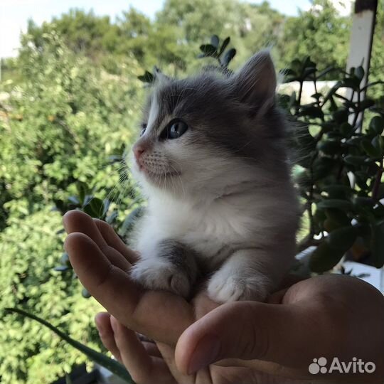 Котятки в добрые руки