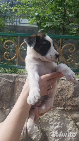 Маленькая собака в добрые руки бесплатно