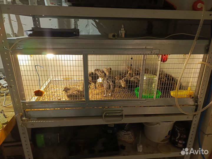 Брудер для цыплят оцинкованный