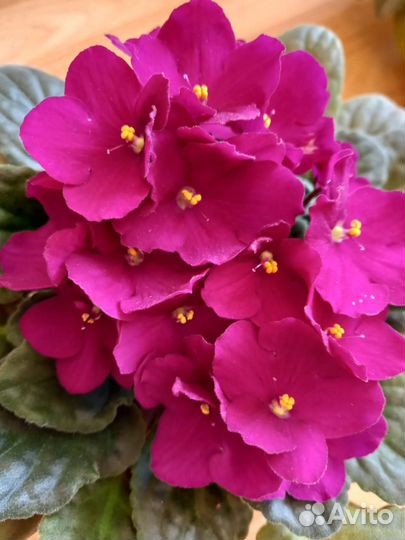 Сортовые фиалки