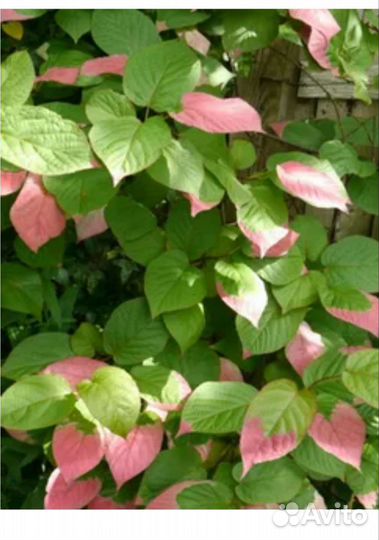 Актинидия коломикта