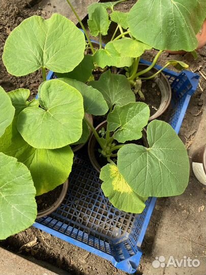 Тыква, огурцы, мята. Рассада