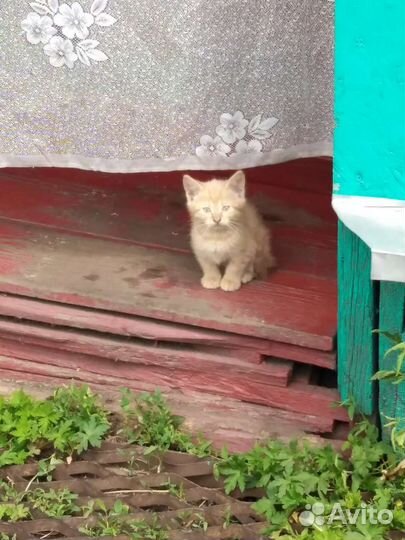 Котята
