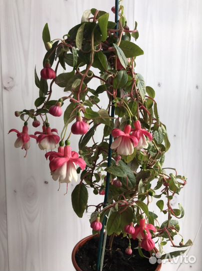 Фуксия,Клеродендрум,Бальзамин
