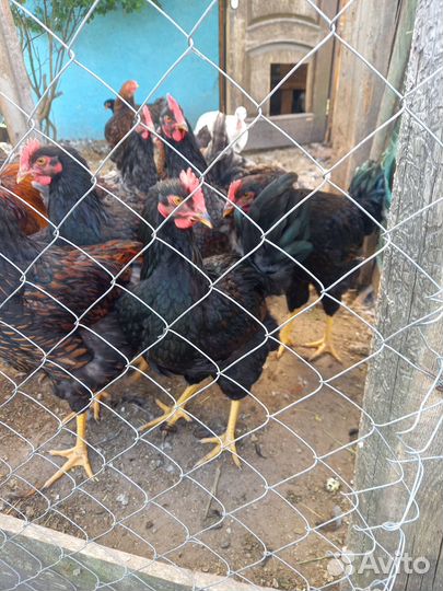 Молодые петушки