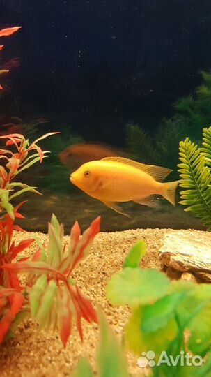 Рыба Цихлида Красная Зебра (Псевдотрофеус эстера)