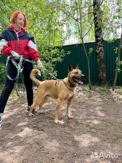 Собака Василиса ищет дом