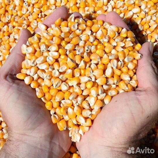 Кукуруза зерно