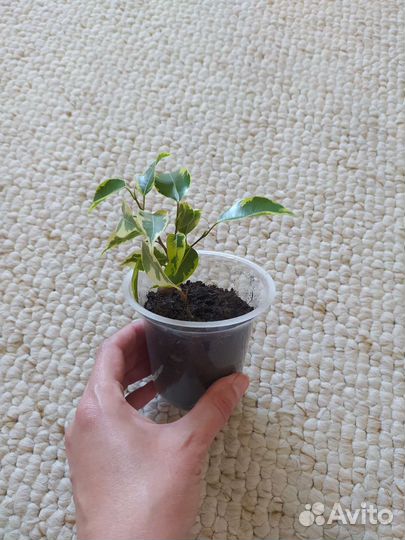 Фикус бенджамина пестролистный