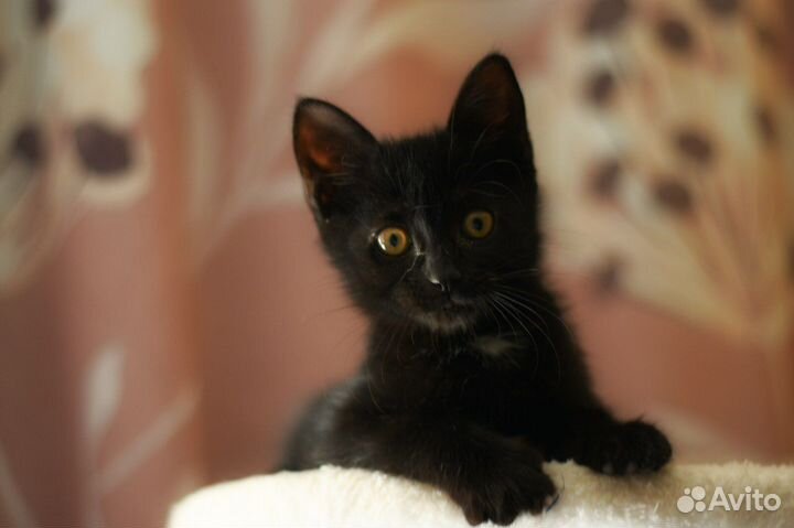 Котенок в добрые руки