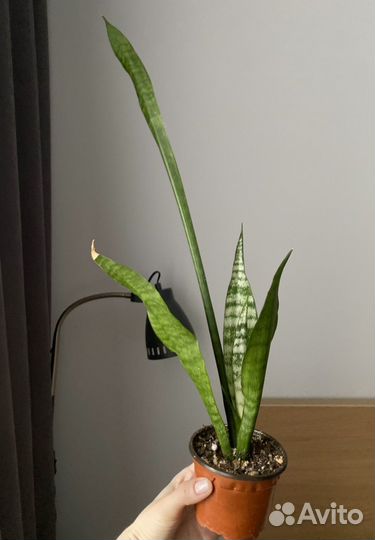 Сансевиерия