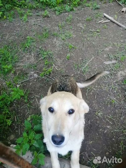 Марточка 5 мес ищет дом