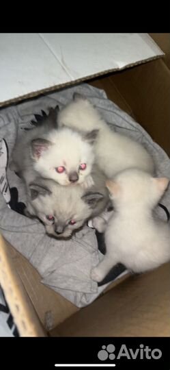 Шотландские котята