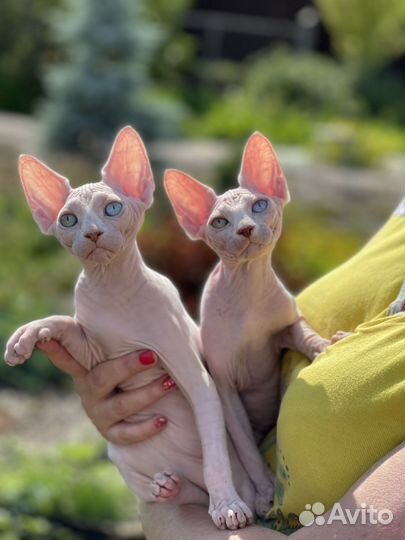 Канадский сфинкс