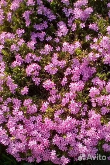 Многолетние садовые цветы