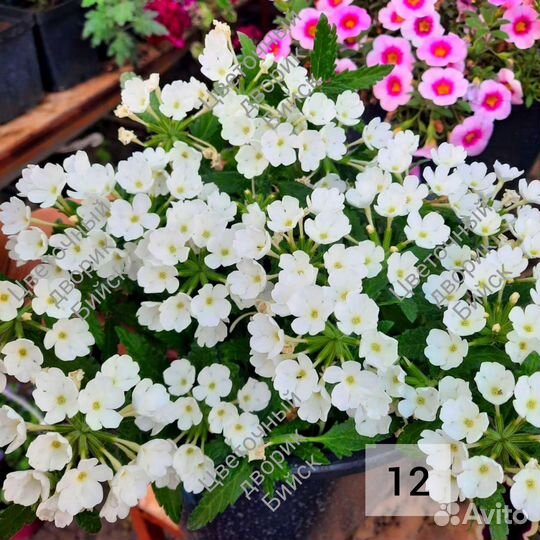 Вербена вегетативная ампельная