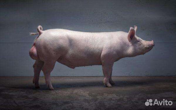 Хряки и свинья