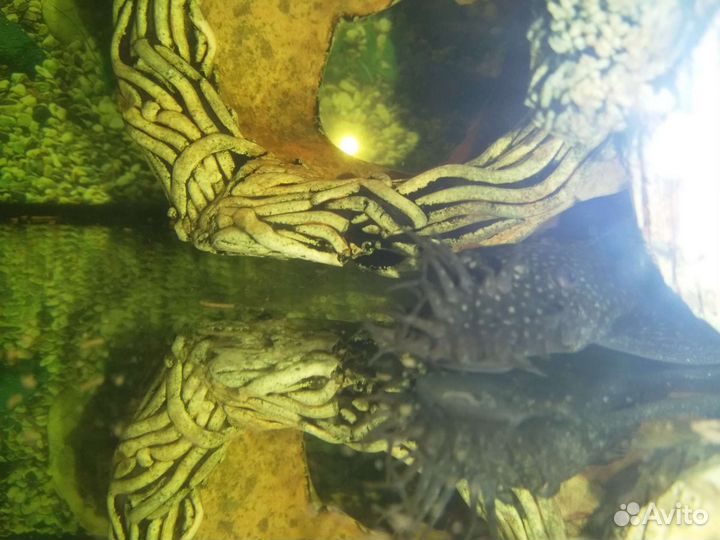 Анциструс сом