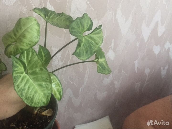 Сингониум White Butterfly