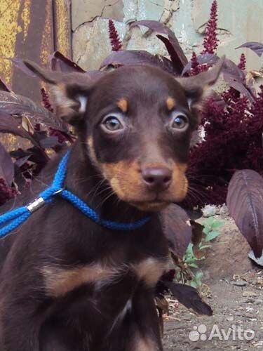 Австралийский келпи (возможна доставка)